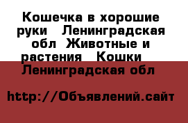 Кошечка в хорошие руки - Ленинградская обл. Животные и растения » Кошки   . Ленинградская обл.